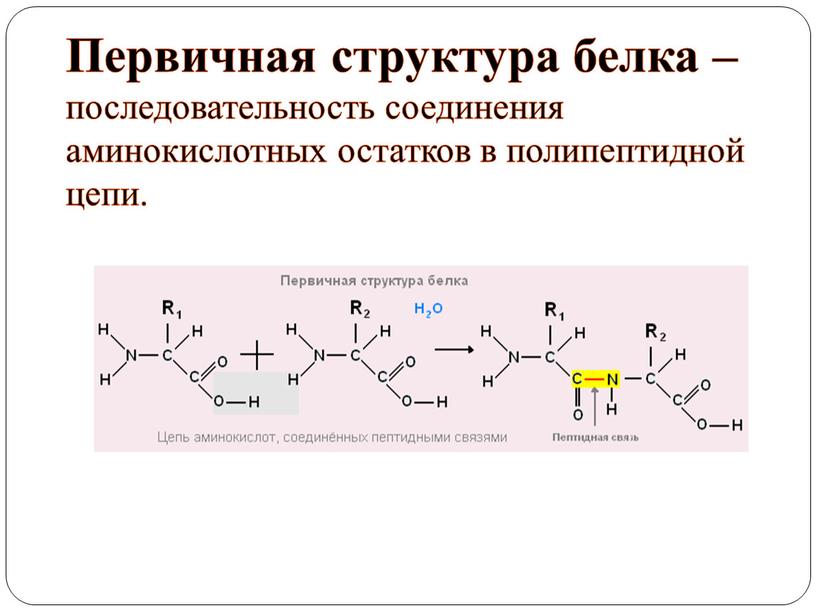 Изменение аминокислот последовательности белков. Первичная структура белка порядок соединения аминокислотных. Аминокислотная последовательность белка. Цепочка белков. Полипептидные цепи белка последовательность Альфа аминокислот.