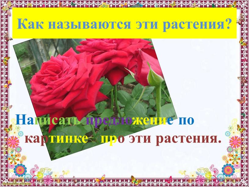 Как называются эти растения? Написать предложение по картинке про эти растения