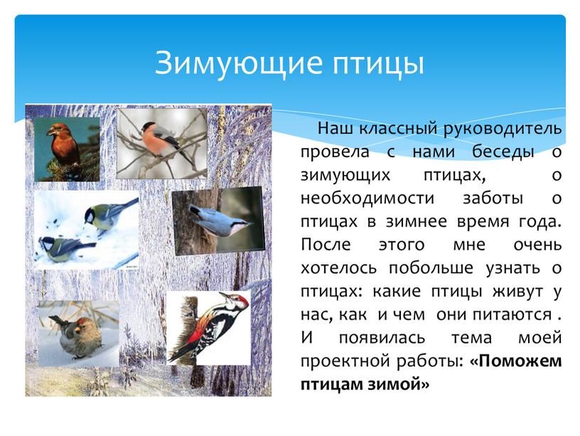 Зимующие птицы Наш классный руководитель провела с нами беседы о зимующих птицах, о необходимости заботы о птицах в зимнее время года