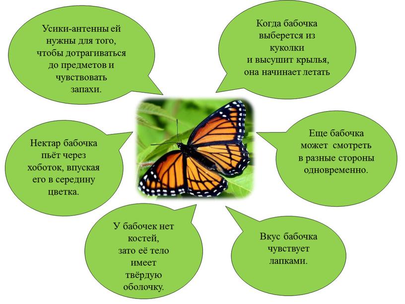 Усики-антенны ей нужны для того, чтобы дотрагиваться до предметов и чувствовать запахи