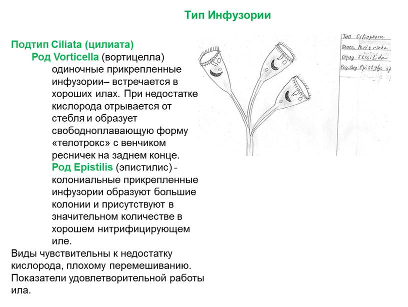 Тип Инфузории Подтип Ciliata (цилиата)