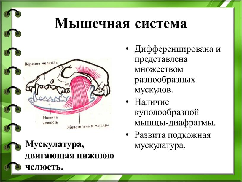 Мышечная система Дифференцирована и представлена множеством разнообразных мускулов