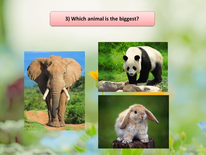 3) Which animal is the biggest?