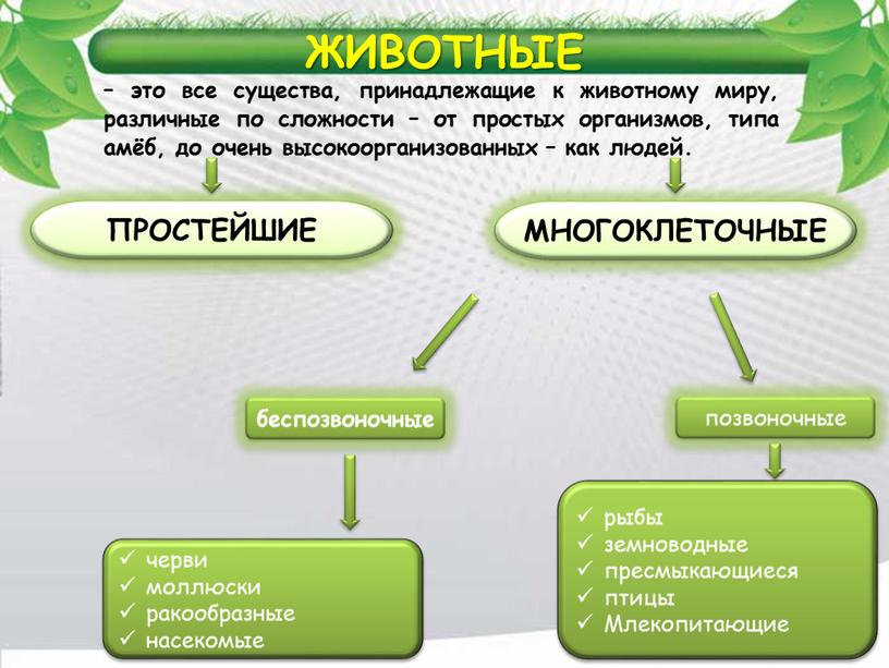 ЖИВОТНЫЕ ПРОСТЕЙШИЕ МНОГОКЛЕТОЧНЫЕ беспозвоночные позвоночные черви моллюски ракообразные насекомые рыбы земноводные пресмыкающиеся птицы