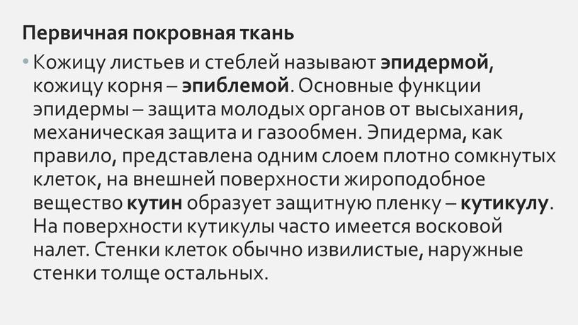 Первичная покровная ткань Кожицу листьев и стеблей называют эпидермой , кожицу корня – эпиблемой