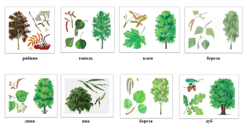 рябина тополь клен береза липа ива береза дуб