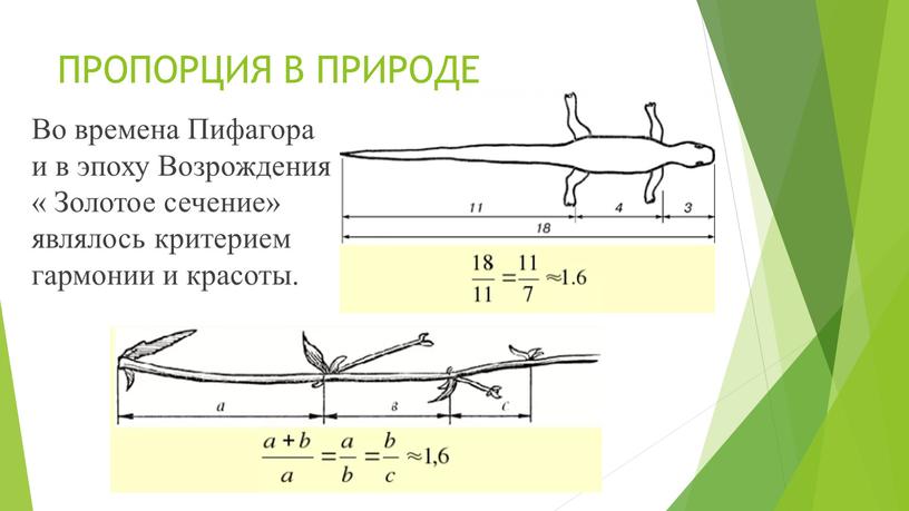 ПРОПОРЦИЯ В ПРИРОДЕ Во времена