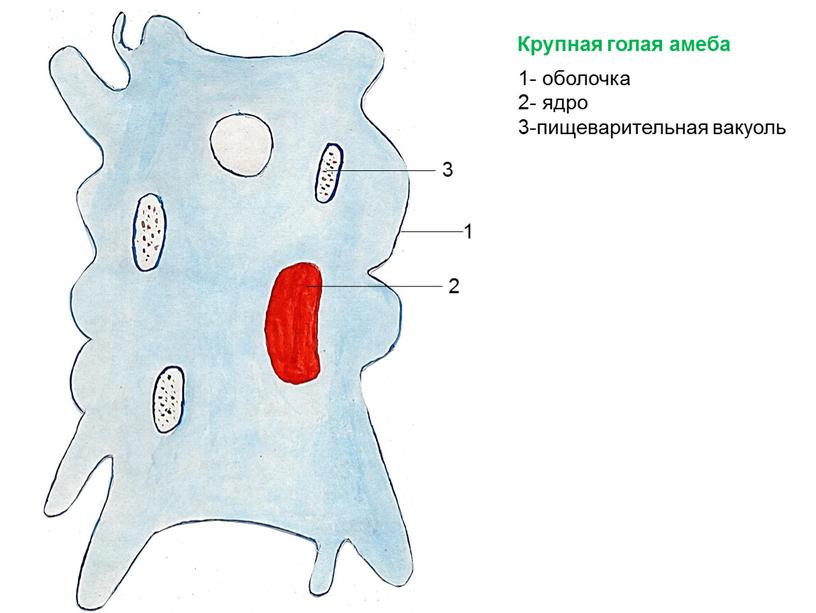 Крупная голая амеба 3 1 2 1- оболочка 2- ядро 3-пищеварительная вакуоль
