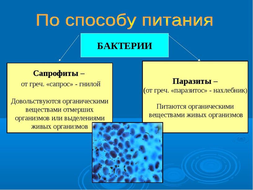 Презентация  к уроку "Бактерии"