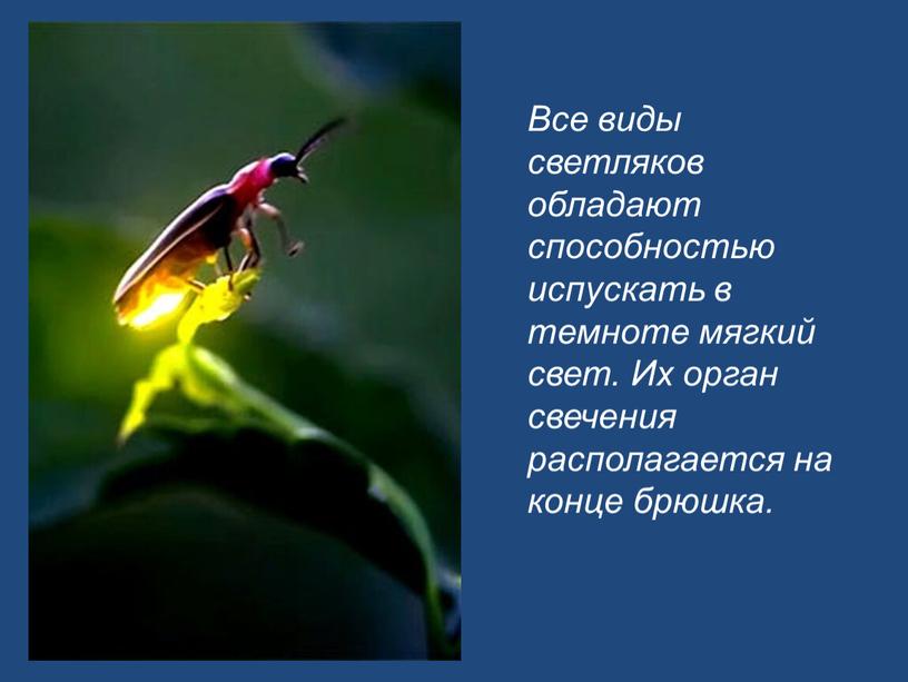 Все виды светляков обладают способностью испускать в темноте мягкий свет