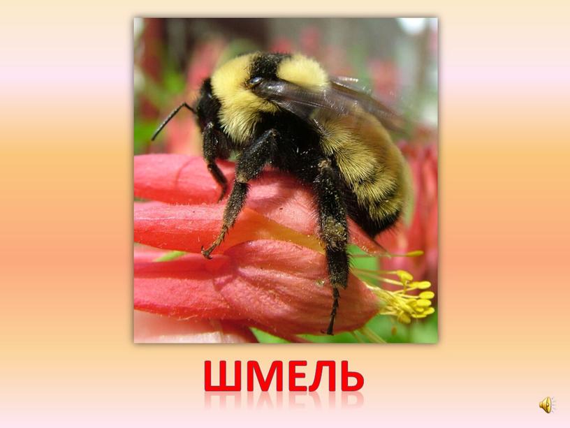 шмель