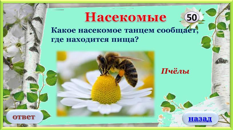Пчёлы Какое насекомое танцем сообщает, где находится пища? 50