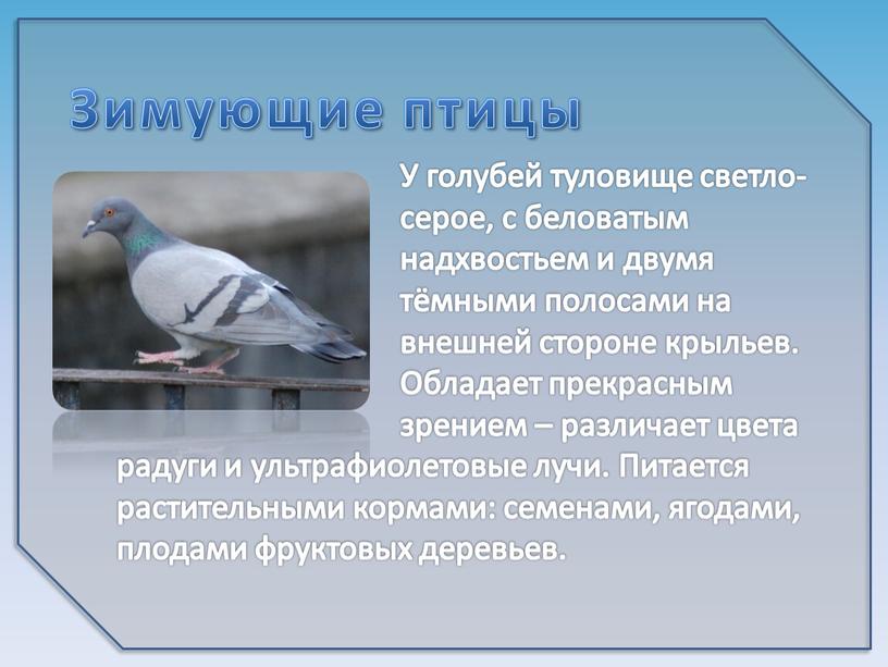 У голубей туловище светло-серое, с беловатым надхвостьем и двумя тёмными полосами на внешней стороне крыльев