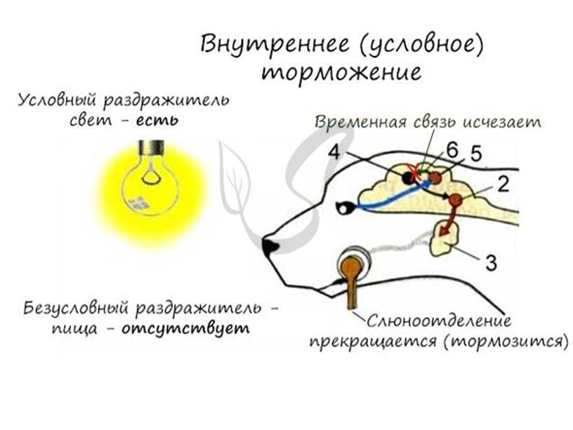 Нервная система