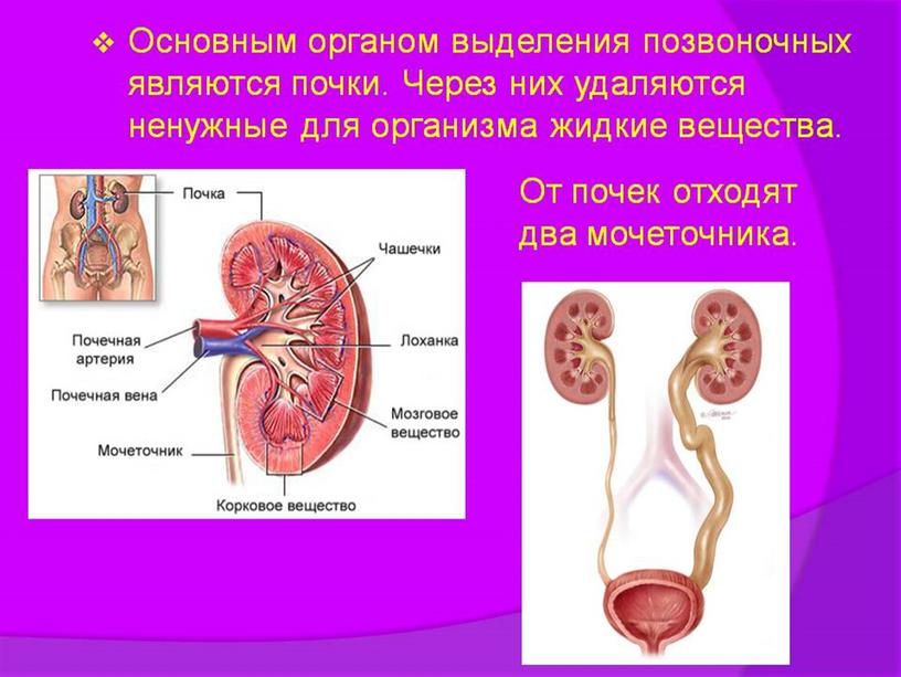 Органы выделения