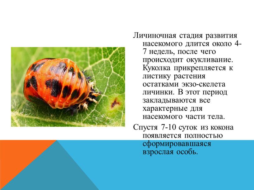 Личиночная стадия развития насекомого длится около 4-7 недель, после чего происходит окукливание