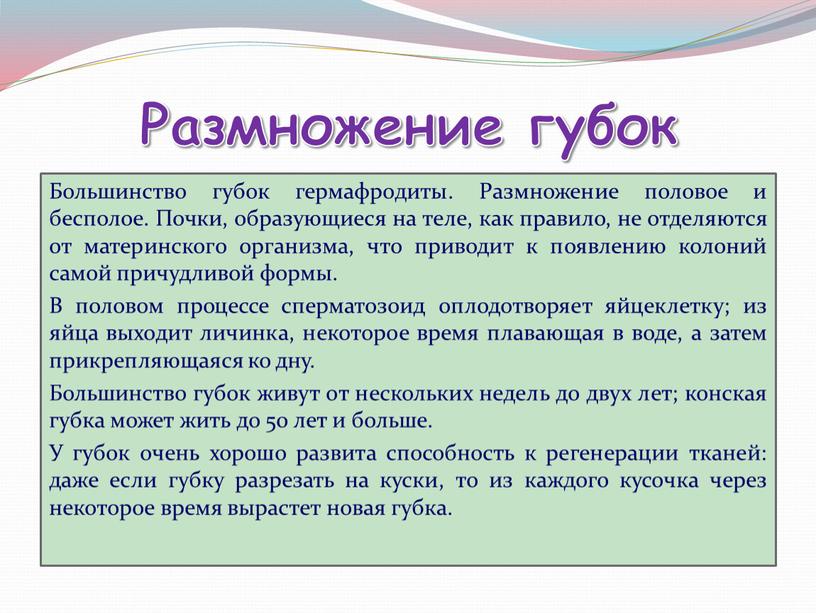 Размножение губок Большинство губок гермафродиты