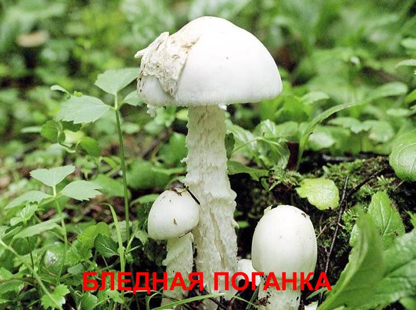 БЛЕДНАЯ ПОГАНКА