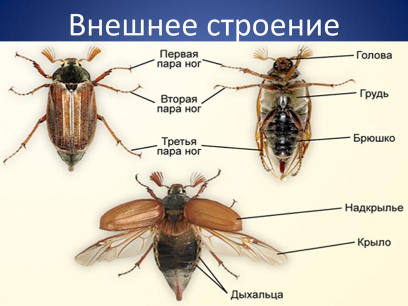 Внешнее строение