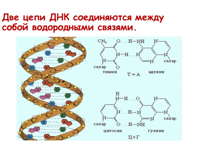 Две цепи ДНК соединяются между собой водородными связями