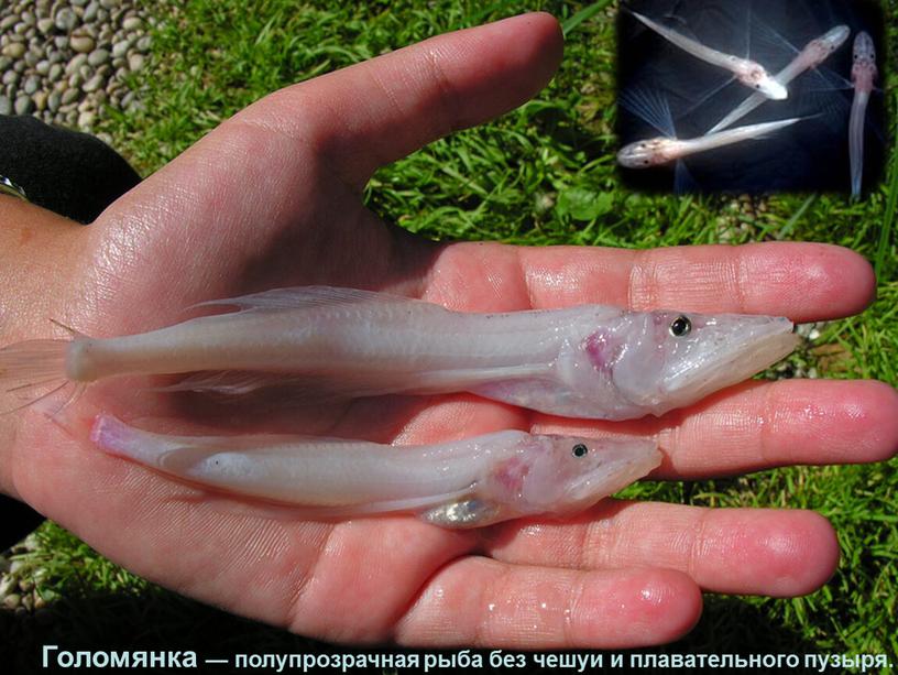 Голомянка — полупрозрачная рыба без чешуи и плавательного пузыря