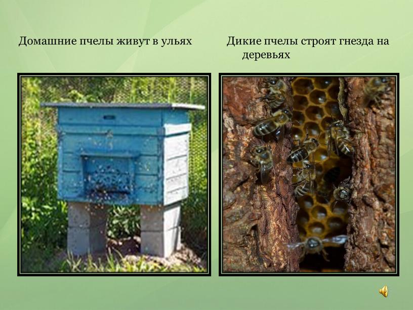 Домашние пчелы живут в ульях Дикие пчелы строят гнезда на деревьях