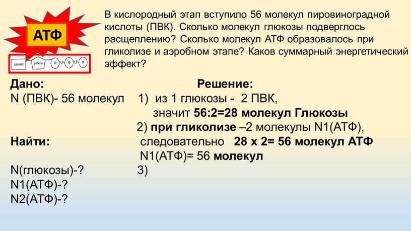 В кислородный этап вступило 56 молекул пировиноградной кислоты (ПВК)