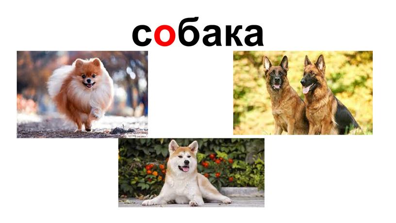 собака