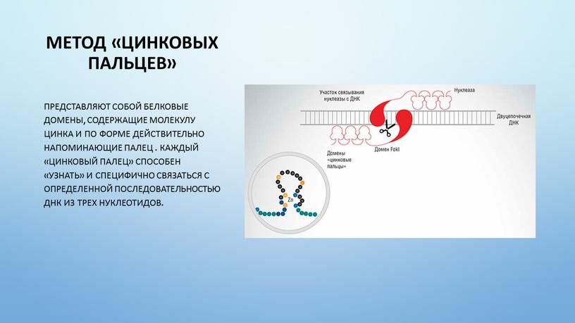 Метод «цинковых пальцев» Представляют собой белковые домены, содержащие молекулу цинка и по форме действительно напоминающие палец