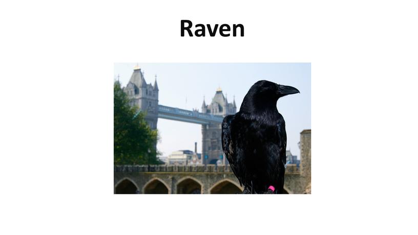 Raven