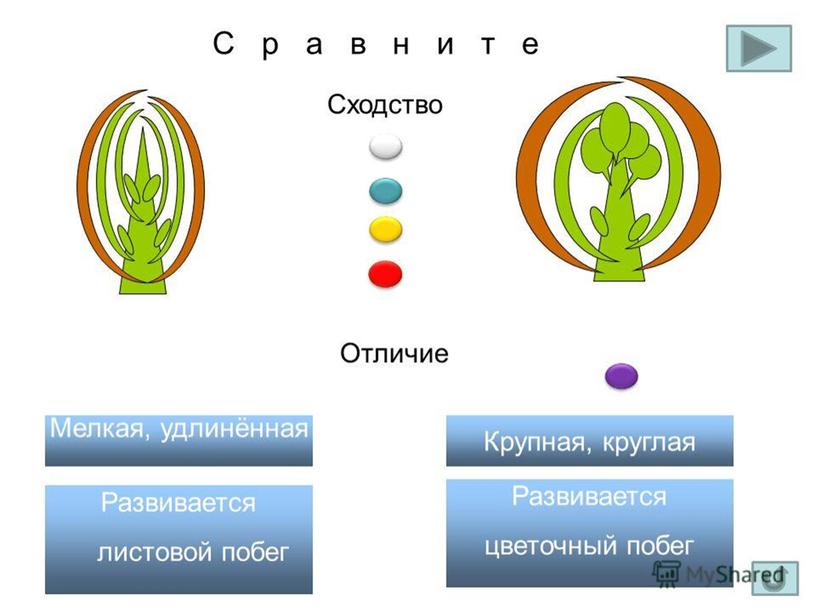 Презентация " Плодовые деревья: вишня" (7класс, с/х труд)