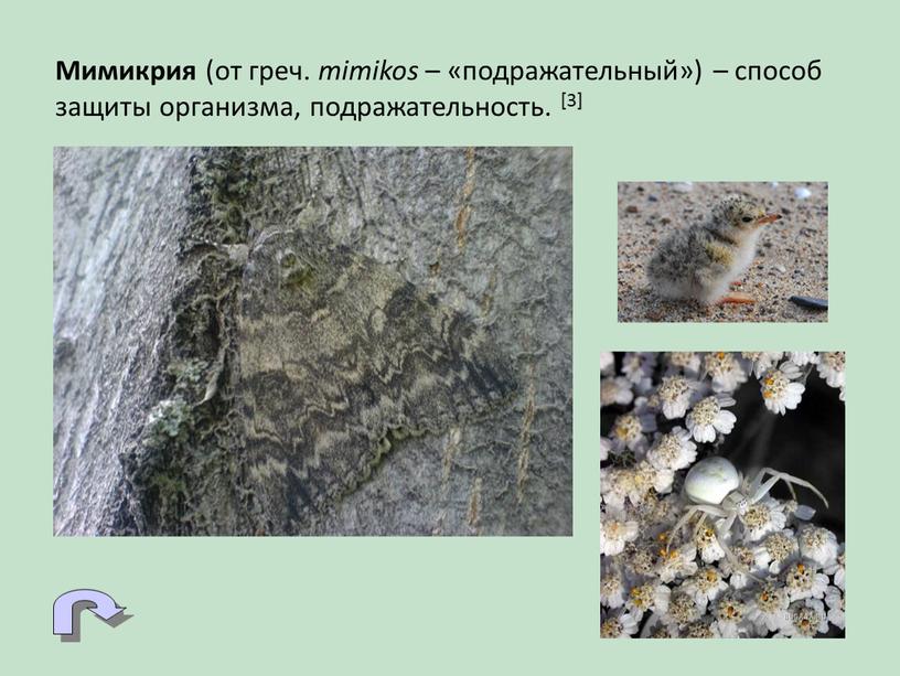 Мимикрия (от греч. mimikos – «подражательный») – способ защиты организма, подражательность