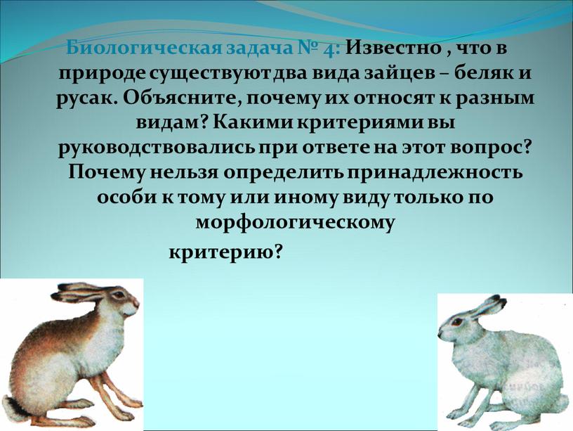 Биологическая задача № 4: Известно , что в природе существуют два вида зайцев – беляк и русак