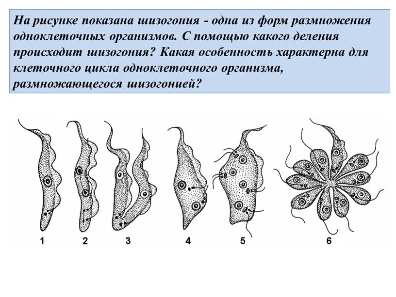 На рисунке показана шизогония - одна из форм размножения одноклеточных организмов