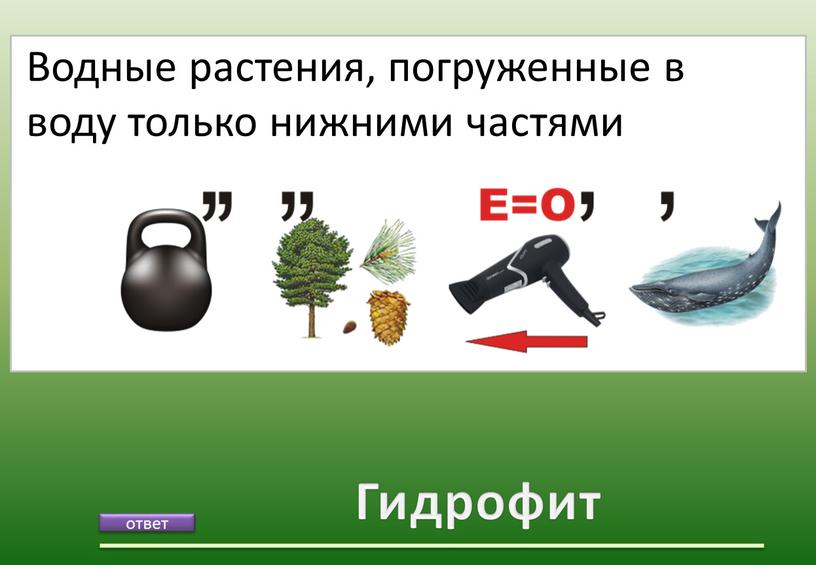 Гидрофит Водные растения, погруженные в воду только нижними частями