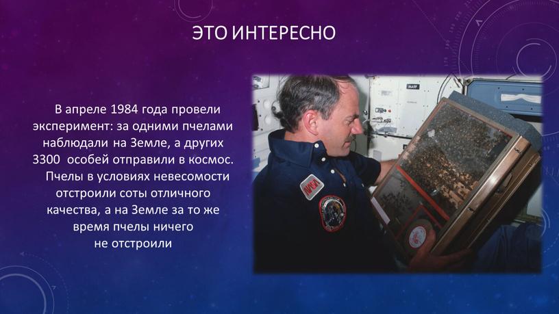 Это интересно В апреле 1984 года провели эксперимент: за одними пчелами наблюдали на