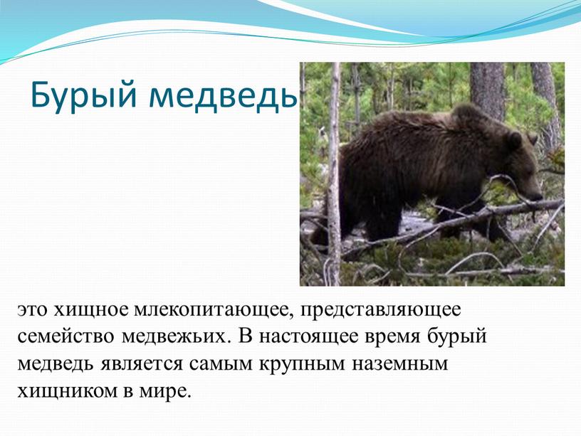 Бурый медведь это хищное млекопитающее, представляющее семейство медвежьих