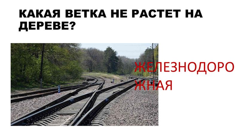 КАКАЯ ВЕТКА НЕ РАСТЕТ НА ДЕРЕВЕ?