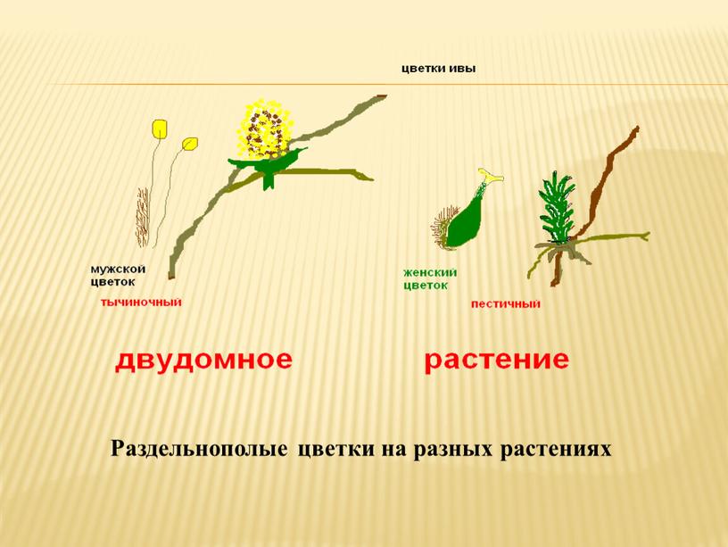 Раздельнополые цветки на разных растениях