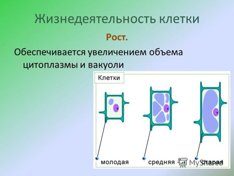 Жизнедеятельность клетки