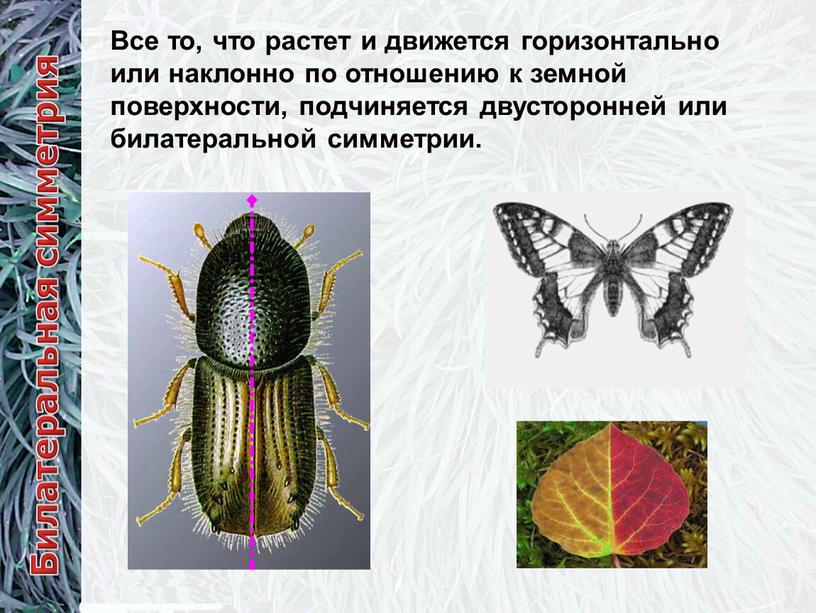 Все то, что растет и движется горизонтально или наклонно по отношению к земной поверхности, подчиняется двусторонней или билатеральной симметрии