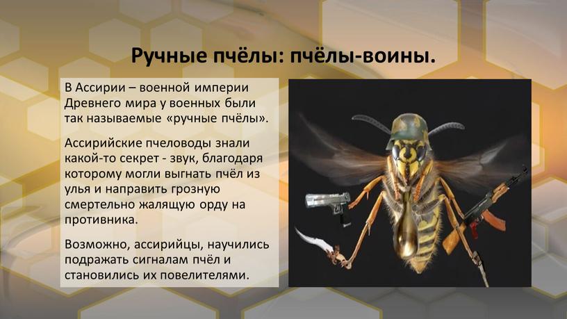 Ручные пчёлы: пчёлы-воины. В Ассирии – военной империи
