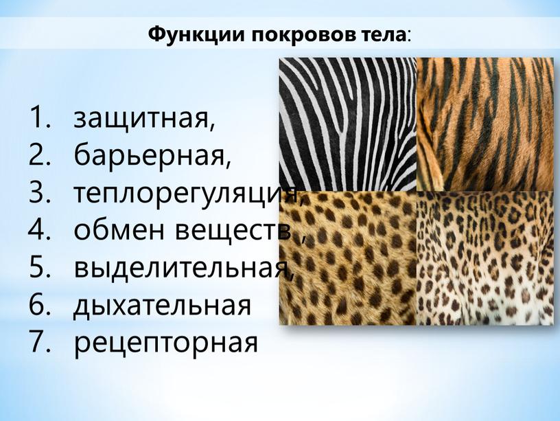 Функции покровов тела : защитная, барьерная, теплорегуляция, обмен веществ , выделительная, дыхательная рецепторная