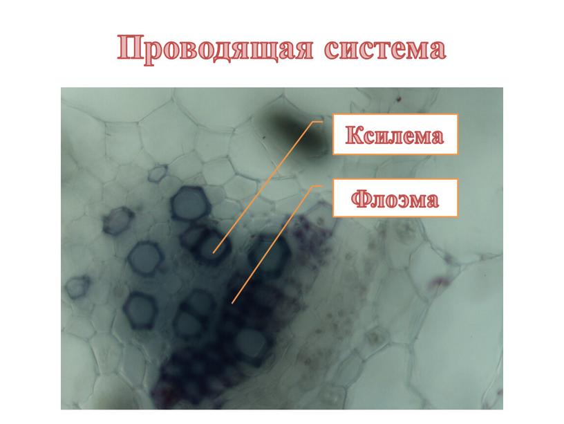 Проводящая система Ксилема Флоэма