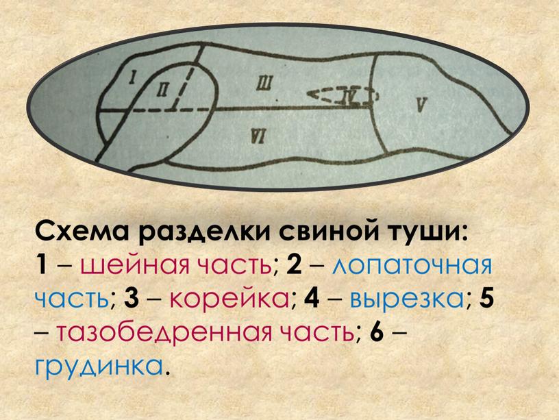 Схема разделки свиной туши: 1 – шейная часть; 2 – лопаточная часть; 3 – корейка; 4 – вырезка; 5 – тазобедренная часть; 6 – грудинка