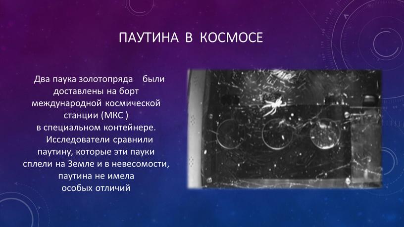 Паутина в космосе Два паука золотопряда были доставлены на борт международной космической станции (МКС ) в специальном контейнере