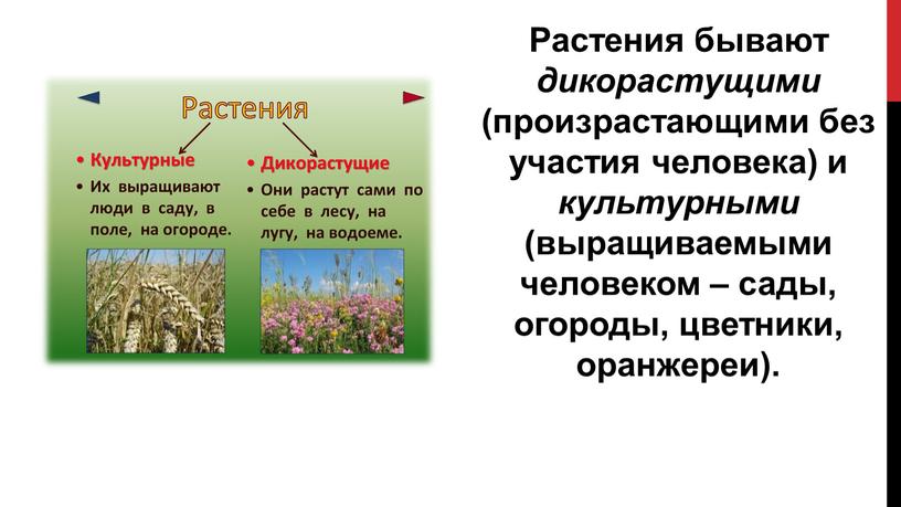 Растения бывают дикорастущими (произрастающими без участия человека) и культурными (выращиваемыми человеком – сады, огороды, цветники, оранжереи)