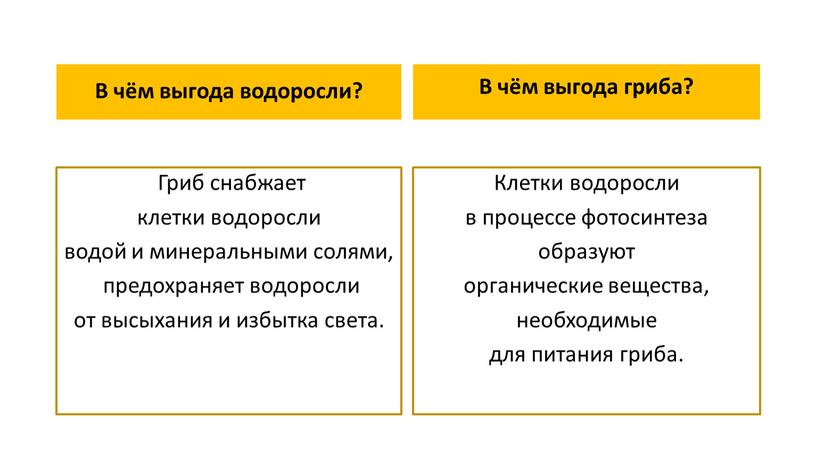 В чём выгода водоросли? Гриб снабжает клетки водоросли водой и минеральными солями, предохраняет водоросли от высыхания и избытка света