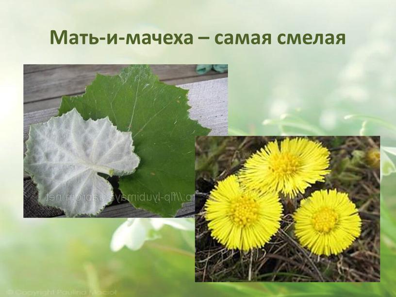 Мать-и-мачеха – самая смелая