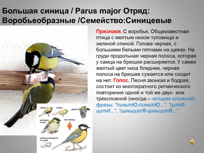 Большая синица / Parus major